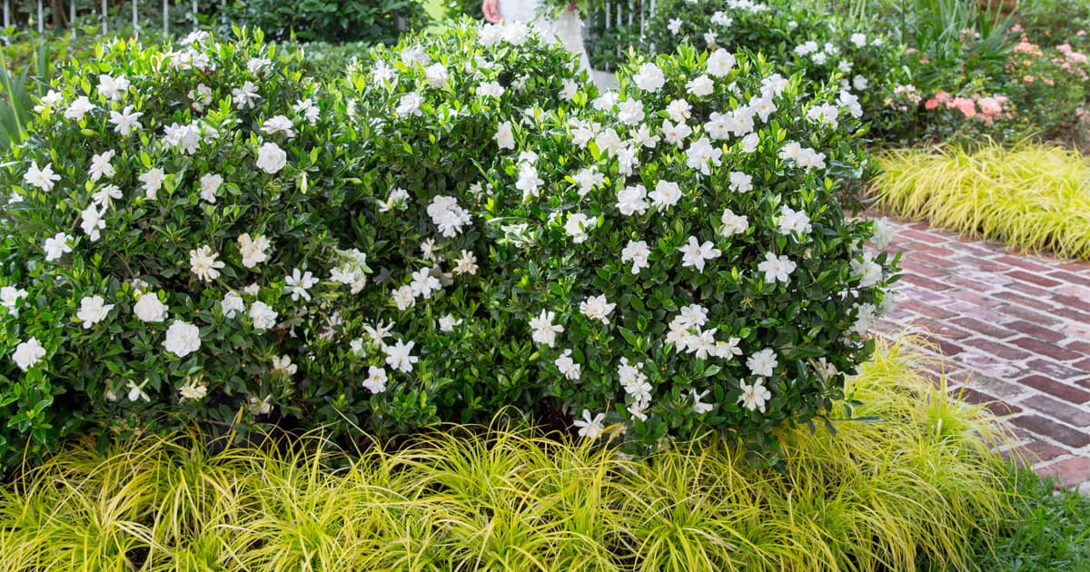 Jubilation Gardenia shrubs with bright Everillo EverColor Carex ornamental grass in front
