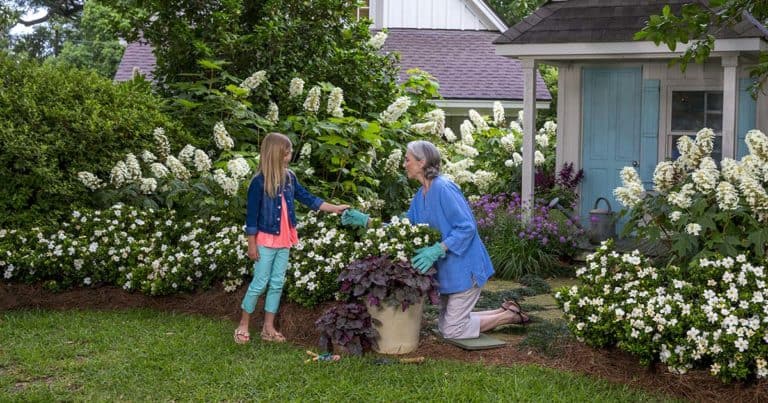 A girl hands her grandmother a gardenia stem while the grandmother plants a container of ScentAmazing Gardenia & Heucherella
