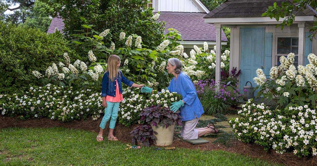 A girl hands her grandmother a gardenia stem while the grandmother plants a container of ScentAmazing Gardenia & Heucherella