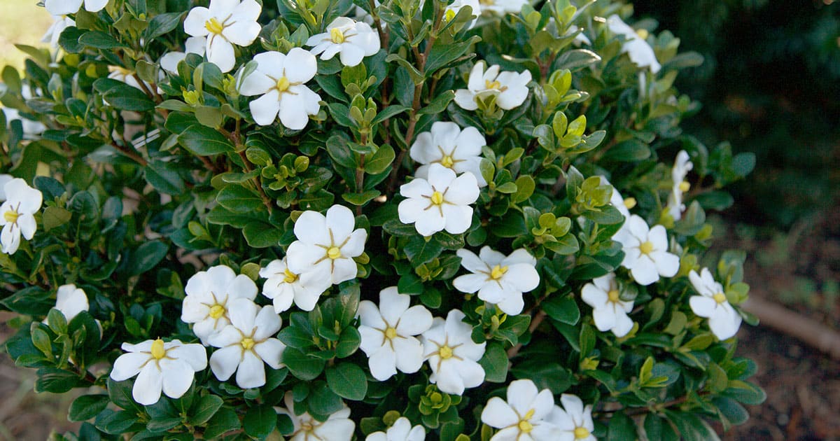 White gardenia blooms on green foliage