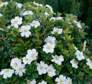 Close-up on ScentAmazing Gardenia single daisy bloom