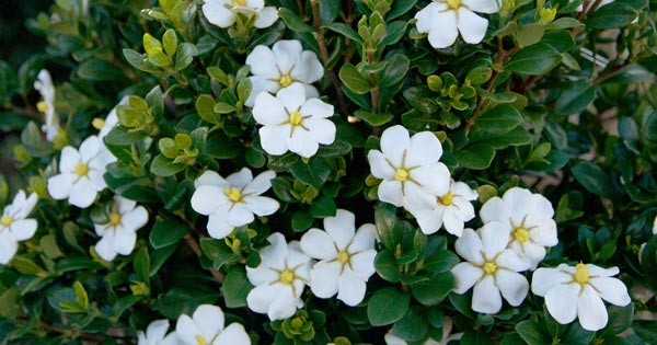 Gardenia ScentAmazing Habit X21A3892 600x315px