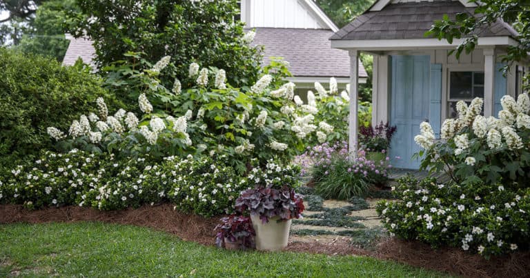 Beautiful garden shed surrounded by rich landscape including ScentAmazing Gardenia bushes