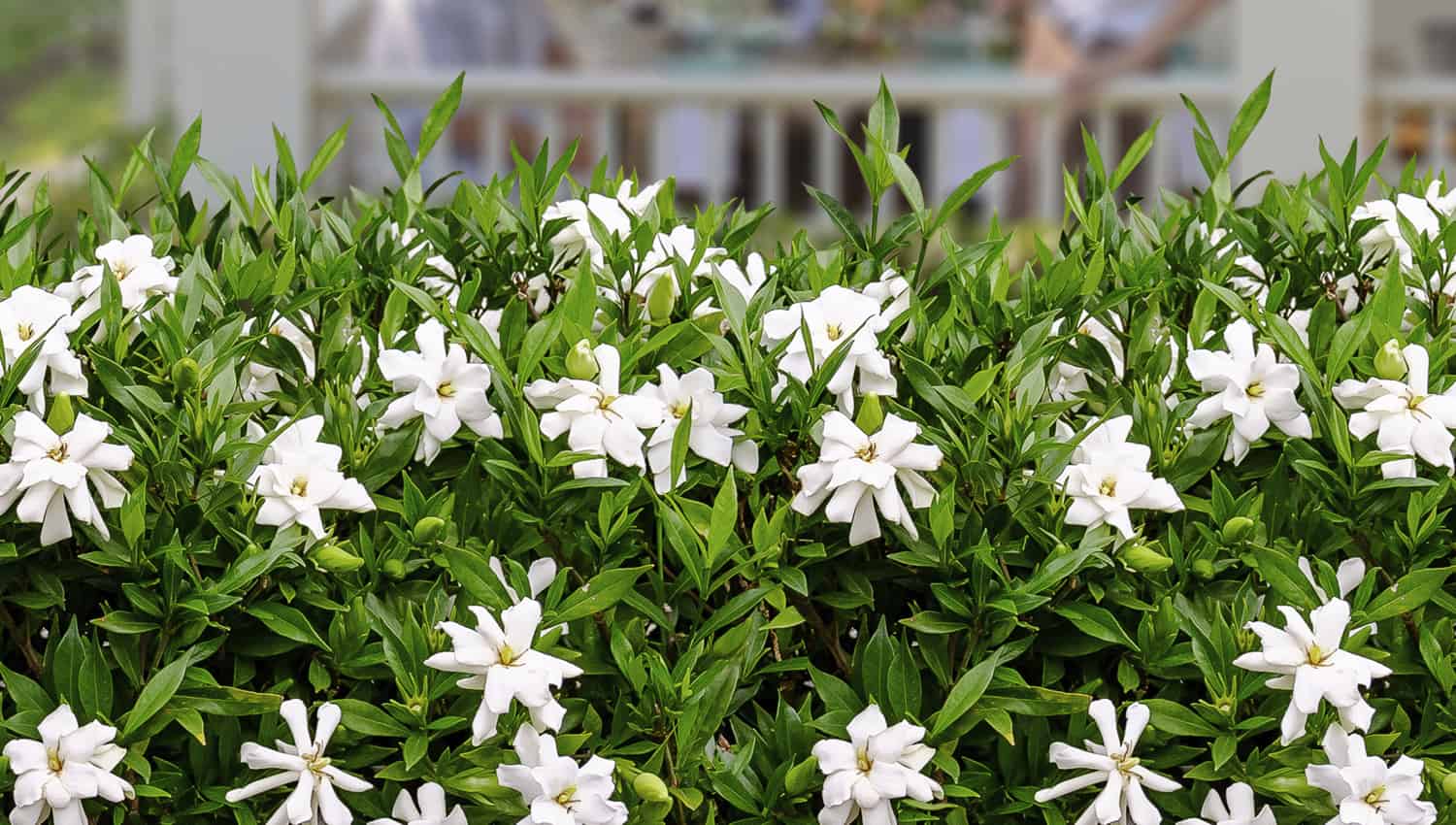A Gardenia with numerous white flowers and dark green leaves.