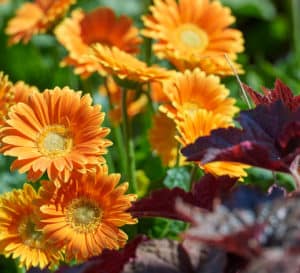 Garvinea Sweet Caroline with light orange flowers and yellow center