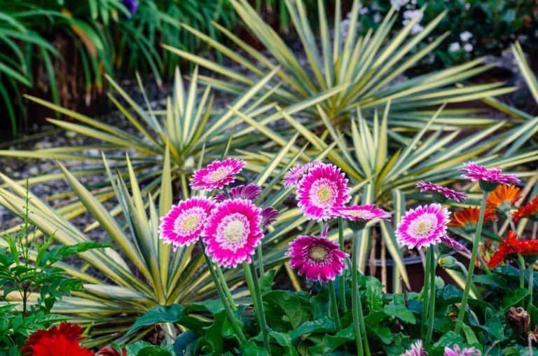 Southern perennial offers strong pest/disease resistance and cold-hardiness to zone 7. Enjoy extended flowering with up to 100 flowers on 12- to 14-inch stems atop lush foliage