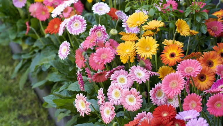 Southern perennial offers strong pest/disease resistance, pink, southern living plant collection