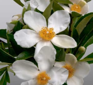 Sweet Tea Gordlinia with white blooms and yellow center
