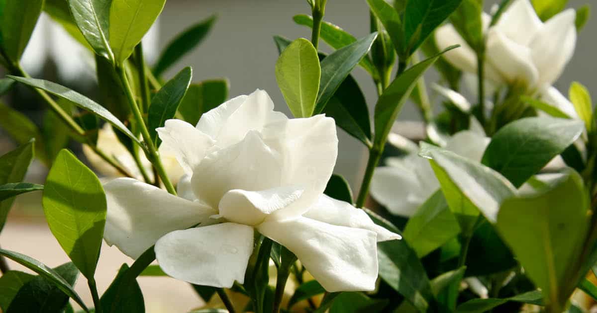 Greet Your Guests With Style Southern Living Idea House 1200x630 2 2