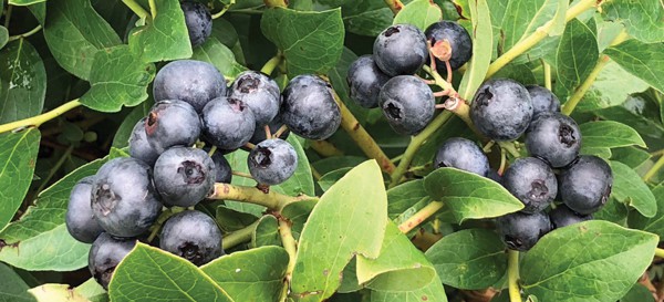 Grow Your Own Fruit 1