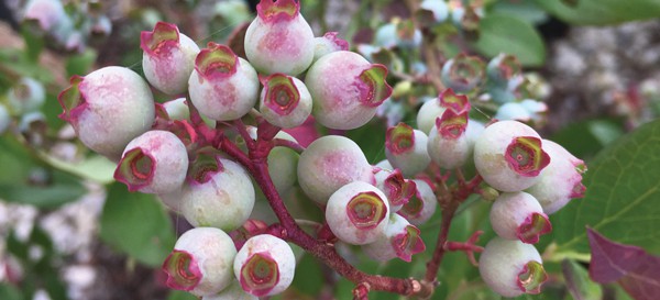 Grow Your Own Fruit 2