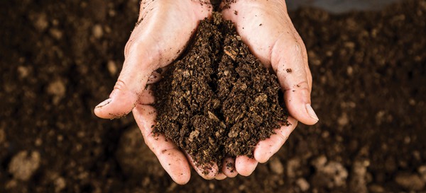 Grow Your Own Fruit 3