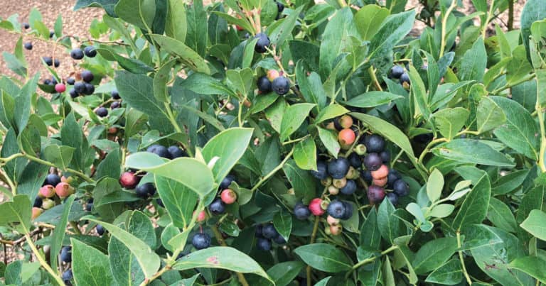 Southern Living blueberries ripening amongst the folauge of blueberry bushes