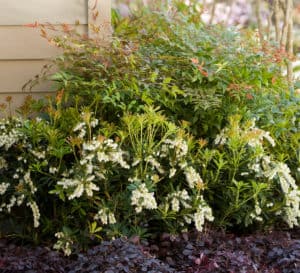 Soft Caress Mahonia with emerald green leaves and bright-yellow flowers