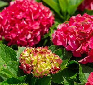 Red and yellow-green Hydrangea flowers panicles with bright green foliage