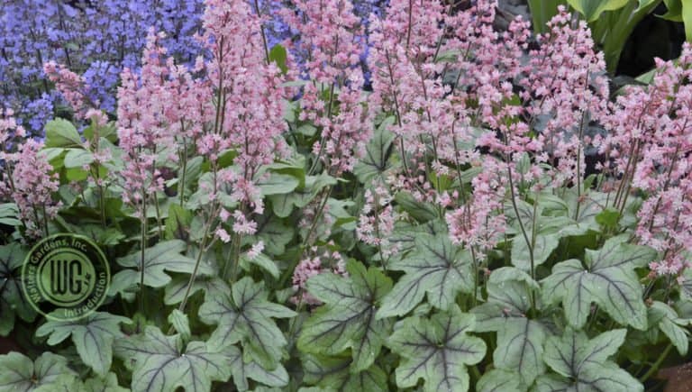 Pink Fizz Heucherella's mounded habit is made of large green lobed leaves with dark red-purple veining and are topped by 18 in. high pink flower scapes