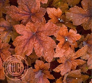 Close-up on the foliage of Pumpkin Spice Heucherella's rich red and orange lobed leaves with darker red veining
