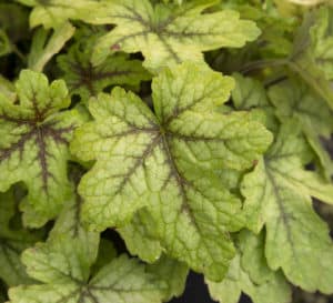 Alabama Sunrise Heucherella, lime green leaves with red veins