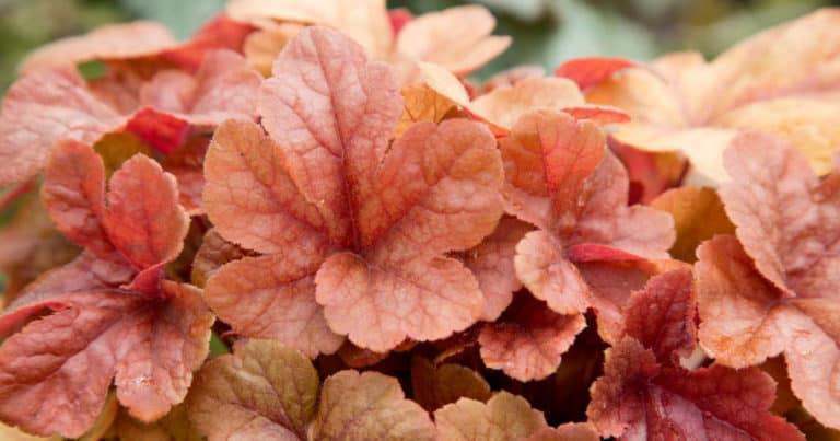 'Buttered Rum' Heucherella image