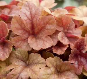 Buttered Rum Heucherella, orange colored leaves with darker orange veins