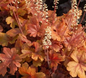 Buttered Rum Heucherella, orange colored leaves with darker orange veins