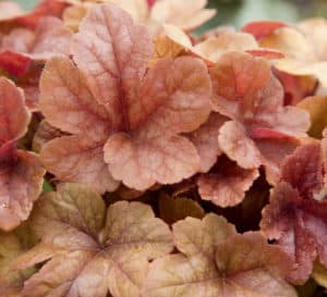 Buttered Rum Heucherella, orange colored leaves with darker orange veins