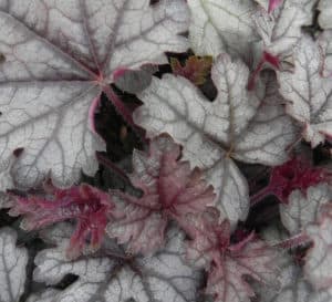 Cracked Ice Heucherella, icy green leaves with darker green veins