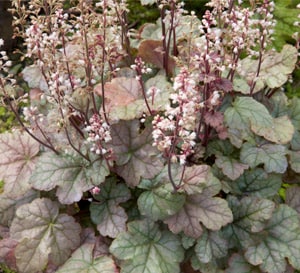 Cracked Ice Heucherella, icy green leaves with darker green veins