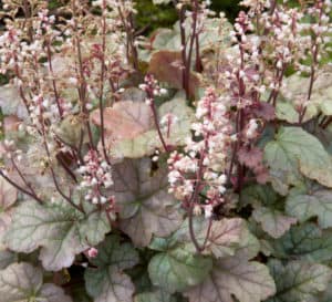 Cracked Ice Heucherella, icy green leaves with darker green veins