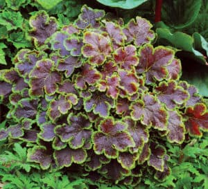 The maple-shaped leaves of Solar Eclipse are garnet red colored with lime-green edges