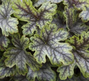 Close up of Tapestry Heucherella's leaves show purple-gray veining on yellow-green maple-shaped leaves