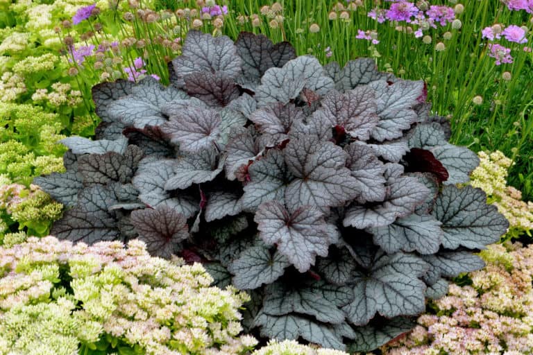 A garden scene with its focus on the chocolate-y foliage of Twilight Heucherella