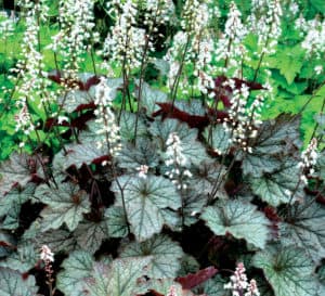 Twilight Heucherella