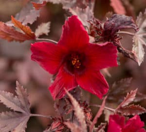 Panama Red Hibiscus