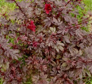 Infrequent red hibiscus blossoms amid the burgundy foliage of Panama Red Hibiscus