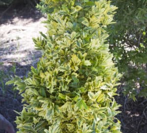 Golden Oakland Holly