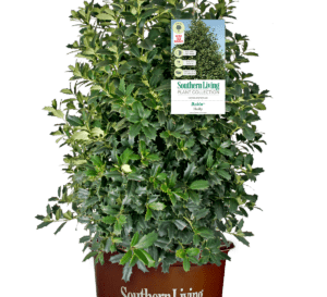 Robin Holly with dark green leaves in brown Southern Living Plant Collection pot