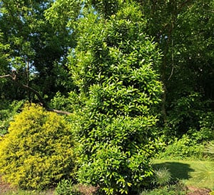 Holly tree in the landscape