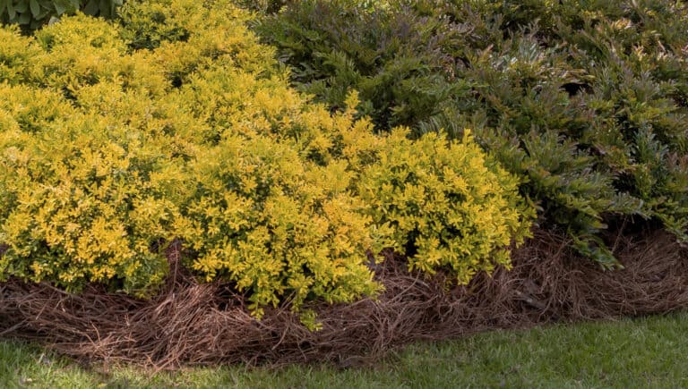 Touch of Gold® Holly bushes in the landscape surrounded by pine straw