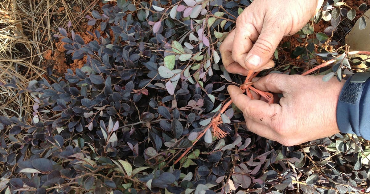 Hands tying string around plant stem