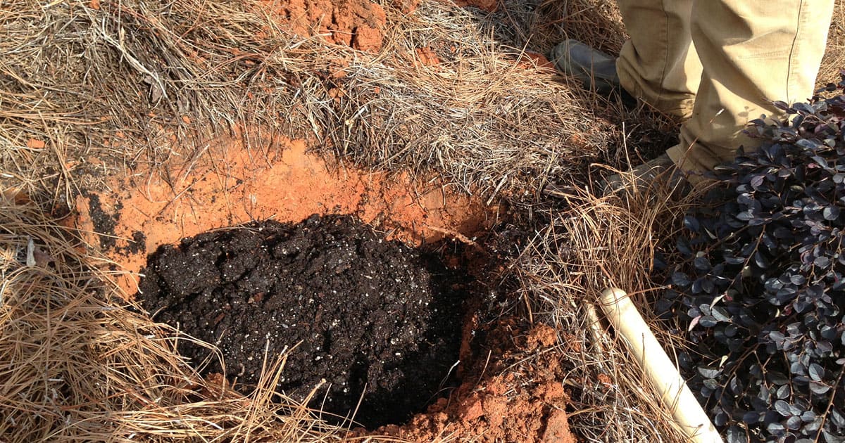 Digging a hole in rich soil to plant a purple pixie loropetalum