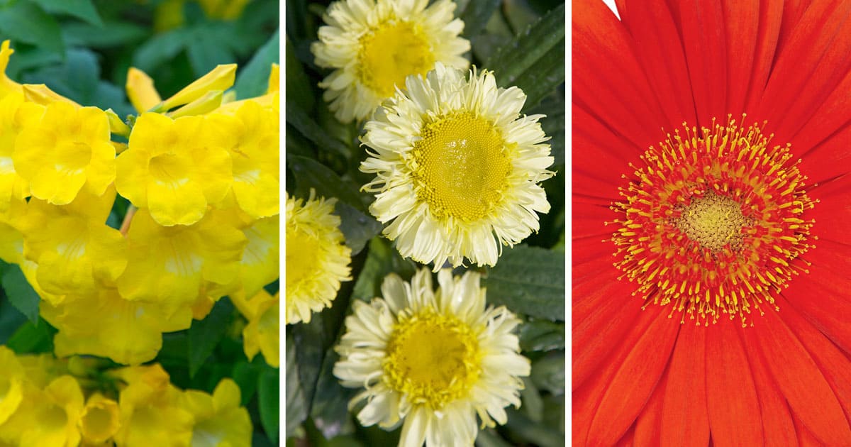 Colage of Yellow and Red flowers