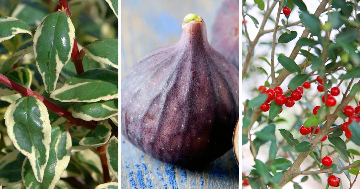 Colage of ivy leaves trimmed in cream, fig and holly with berries