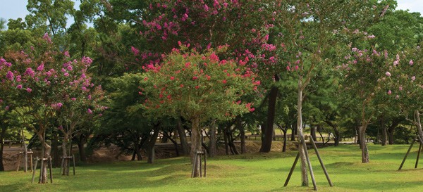 Pink crapemyrtles