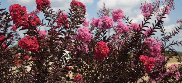 Pink Crapemyrtles
