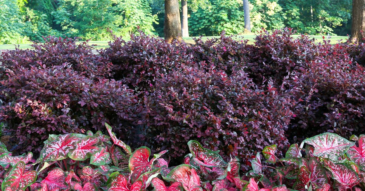How to Use Purple Daydream Dwarf Loropetalum In The Landscape 1200x6302
