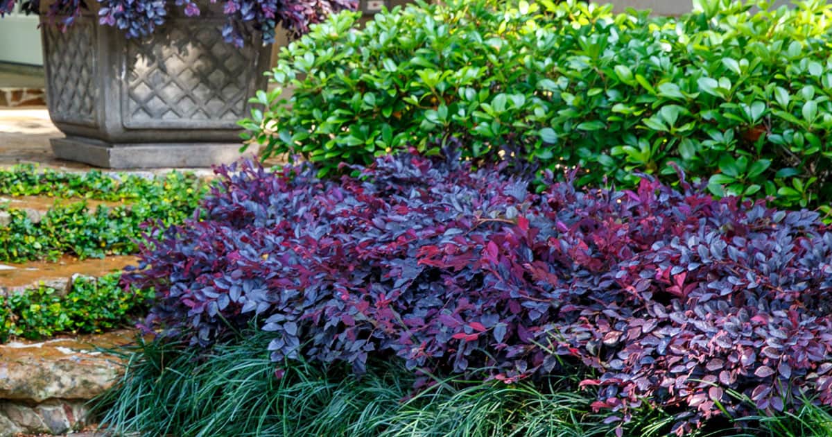 How to Use Purple Daydream Dwarf Loropetalum In The Landscape 1200x6303
