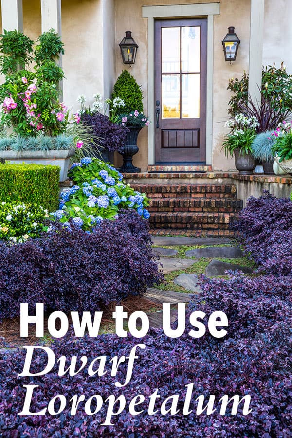 How to Use Purple Daydream Dwarf Loropetalum In The Landscape 600x900