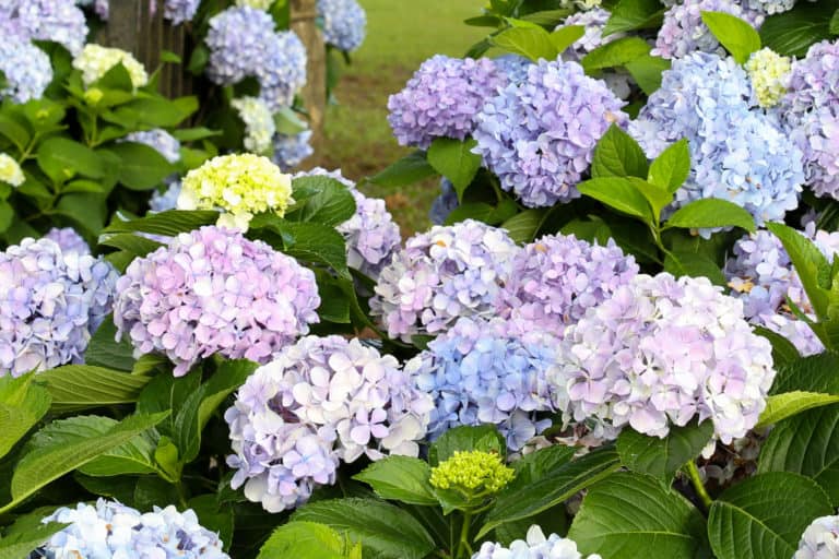 Close-up on beautiful round Dear Dolores Hydrangea flowers blue bloom head