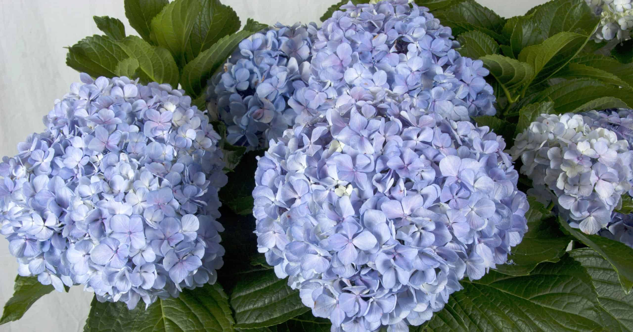 4 large and blue Big Daddy Hydrangea